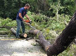  Fairview, NC Tree Removal Services Pros