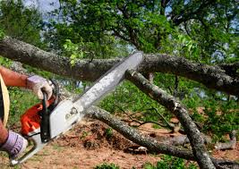 Best Commercial Tree Services  in Fairview, NC