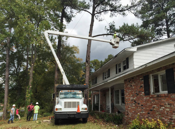 Best Utility Line Clearance  in Fairview, NC