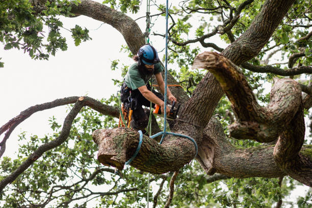 Tree and Shrub Care in Fairview, NC