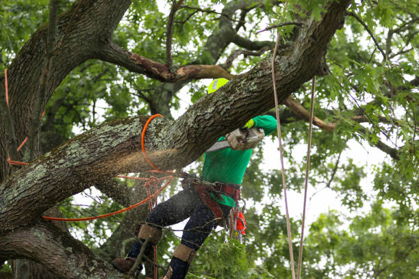 Best Tree Removal  in Fairview, NC