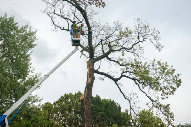 Best Emergency Tree Removal  in Fairview, NC