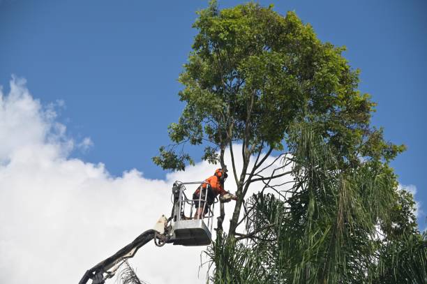 Best Tree Mulching  in Fairview, NC