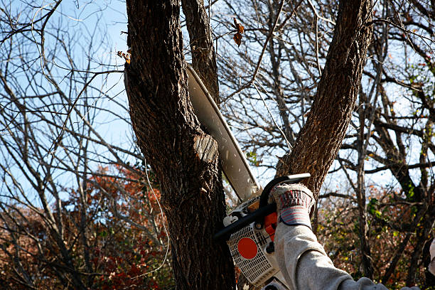 Best Seasonal Cleanup (Spring/Fall)  in Fairview, NC