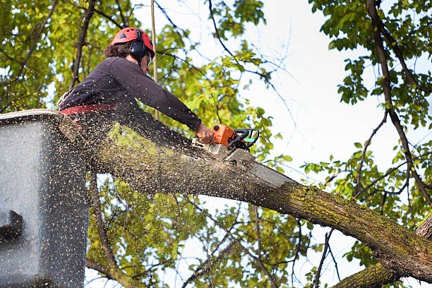 Best Fruit Tree Pruning  in Fairview, NC