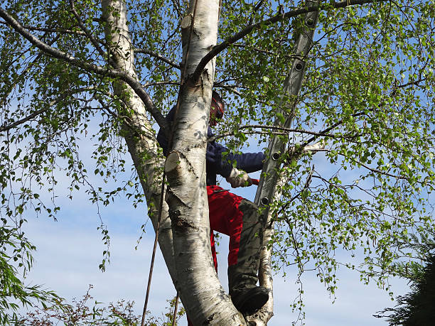 How Our Tree Care Process Works  in  Fairview, NC