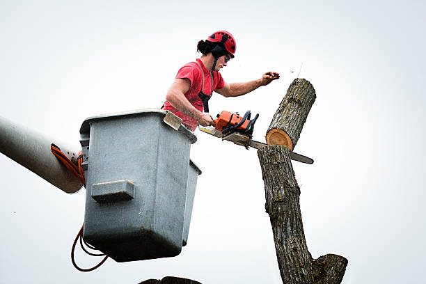 Best Tree Disease Treatment  in Fairview, NC