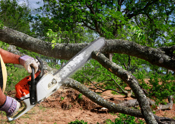 Best Stump Grinding and Removal  in Fairview, NC